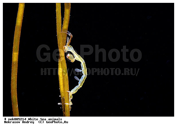 Amphipoda, Caprella, Caprella linearis, �������, �����������, �����������, �����������, �����������, ����� ����, ���������, ������ ����, ��������, ����������, ����������, ����������, �������, ������� �������, ��������� ���, �������� ����, ������������, ������, �������������, �����������, �������, �������, ������, ������ ����, ��������, ����, ������, ������, ������, �����, ������, �������, ������, �������, ����� �������, ��������, ��������, ����� ����, ���������, ����, ����, �����, �����������, �����, ��������, ������� �����, �������, �������, ���������, ��������� ����, ���������, �����, ����������, ���������� ��� ����, ���, ���������, ��������� �����������, ��������� ����������, ���������, ���������, ���������, ��������� ����������, ���������, ��������� �����, ��� �����, ��������, ��������, ����������, ������, ��������, ��������, ��������, ������, Caprellidae, Aeginellidae, Phtisicidae, Phtisicoidea, Protellidae, Pariambidae, Caprella linearis , �������� ����, ����������� ����, ����� ����, �����������, �����������, ����� ����