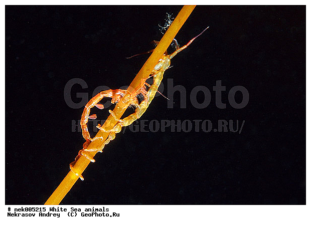 Amphipoda, Caprella, Caprella linearis, �������, �����������, �����������, �����������, �����������, ����� ����, ���������, ������ ����, ��������, ����������, ����������, ����������, �������, ������� �������, ��������� ���, �������� ����, ������������, ������, �������������, �����������, �������, �������, ������, ������ ����, ��������, ������, ������, ����, ������, ������, ������, �����, ������, �������, ������, �������, ���, ����, ����� �������, ��������, ��������, ����� ����, ���������, ����, ����, �����, �����������, �����, ��������, ������� �����, �������, �������, ���������, ��������� ����, ���������, �����, ����, ����������, ���������� ��� ����, ���, ���������, ��������� �����������, ��������� ����������, ���������, ���������, ���������, ��������� ����������, ���������, ��������� �����, ��� �����, ��������, ��������, ����������, ������, ��������, ��������, ��������, ������, ���, ����, ����, Caprellidae, Aeginellidae, Phtisicidae, Phtisicoidea, Protellidae, Pariambidae, Caprella linearis , �������� ����, ����������� ����, ����� ����, �����������, �����������, ����� ����