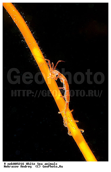 Amphipoda, Caprella, Caprella linearis, �������, �����������, �����������, �����������, �����������, ����� ����, ���������, ������ ����, ��������, ����������, ����������, ����������, �������, ������� �������, ��������� ���, �������� ����, ������������, ������, �������������, �����������, �������, �������, ������, ������ ����, ��������, ����, ������, ������, �����, ������, �������, ������, �������, ����� �������, ��������, ��������, ����� ����, ���������, ����, ����, �����, �����������, �����, ��������, ������� �����, �������, �������, ���������, ��������� ����, ���������, �����, ����������, ���������� ��� ����, ���, ���������, ��������� �����������, ��������� ����������, ���������, ���������, ���������, ��������� ����������, ���������, ��������� �����, ��� �����, ��������, ��������, ��������, ����������, ������, ��������, ��������, ��������, ������, Caprellidae, Aeginellidae, Phtisicidae, Phtisicoidea, Protellidae, Pariambidae, Caprella linearis , �������� ����, ����������� ����, ����� ����, �����������, �����������, ����� ����