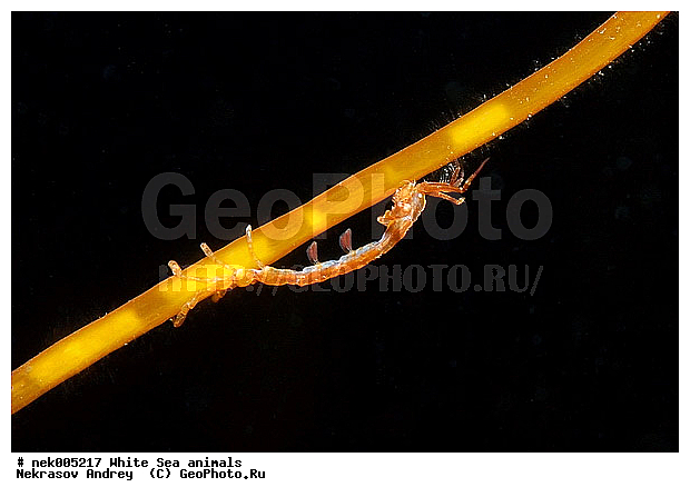 Amphipoda, Caprella, Caprella linearis, �������, �����������, �����������, �����������, �����������, ����� ����, ���������, ������ ����, ��������, ����������, ����������, ����������, �������, ������� �������, ��������� ���, �������� ����, ������������, ������, �������������, �����������, �������, �������, ������, ������ ����, ��������, ����, ������, ������, �����, ������, �������, ������, �������, ����� �������, ��������, ��������, ����� ����, ���������, ����, ����, �����, �����������, �����, ��������, ������� �����, �������, �������, ���������, ��������� ����, ���������, �����, ����������, ���������� ��� ����, ���, ���������, ��������� �����������, ��������� ����������, ���������, ���������, ���������, ��������� ����������, ���������, ��������� �����, ��� �����, ��������, ��������, ��������, ����������, ������, ��������, ��������, ��������, ������, Caprellidae, Aeginellidae, Phtisicidae, Phtisicoidea, Protellidae, Pariambidae, Caprella linearis , �������� ����, ����������� ����, ����� ����, �����������, �����������, ����� ����