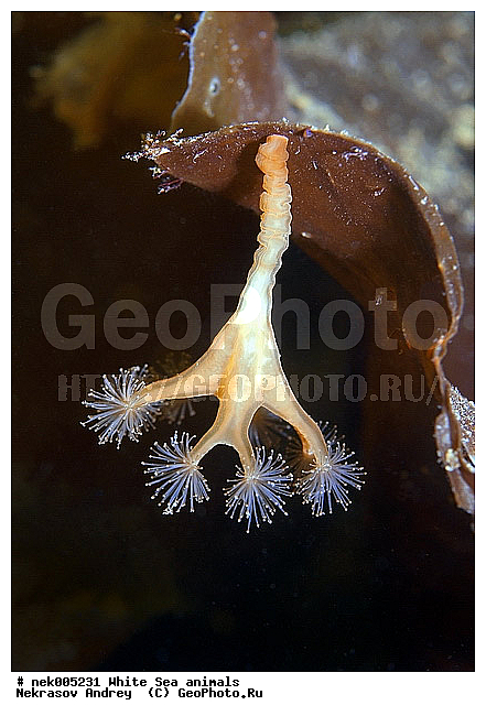 Cnidaria, Coelenterata, C���������, Eumetazoa, Metazoa, Scyphozoa, �������, �����������, �����������, �����������, �����������, ����� ����, ��������, ����������, ����������, ����������, �������, ����������������, ��������������, ��������� ���, �������� ����, ������, ����������, ���������, �����������, �������, ������, ������ ����, ��������, ����, ������, ������, ������, �����, ������, �������, ������, �������, ����� �������, ��������, ��������, ����� ����, ���������, ����, ����, �����, �����������, ������, ������, �����, ��������, ������� �����, �������, �������, ���������, ��������� ����, ���������, �����, ����������, ���������� ��� ����, ���, ���������, ��������� �����������, ��������� ����������, ���������, ���������, ���������, ��������� ����������, ���������, ��������� �����, ��� �����, ��������, ��������, ����������, ������, ��������, ��������, ��������, ������, ������� ������, �������� ����, ����������� ����, ����� ����, �����������, �����������, ����� ����