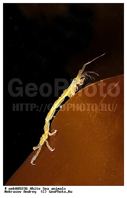 Amphipoda, Caprella, Caprella linearis, �������, �����������, �����������, �����������, �����������, ����� ����, ���������, ������ ����, ��������, ����������, ����������, ����������, �������, ������� �������, ��������� ���, �������� ����, ������������, ������, �������������, �����������, �������, �������, ������, ������ ����, ��������, ����, ������, ������, ������, �����, ������, �������, ������, �������, ����� �������, ��������, ��������, ����� ����, ���������, ����, ����, �����, �����������, �����, ��������, ������� �����, �������, �������, ���������, ��������� ����, ���������, �����, ����������, ���������� ��� ����, ���, ���������, ��������� �����������, ��������� ����������, ���������, ���������, ���������, ��������� ����������, ���������, ��������� �����, ��� �����, ��������, ��������, ����������, ������, ��������, ��������, ��������, ������, Caprellidae, Aeginellidae, Phtisicidae, Phtisicoidea, Protellidae, Pariambidae, Caprella linearis , �������� ����, ����������� ����, ����� ����, �����������, �����������, ����� ����