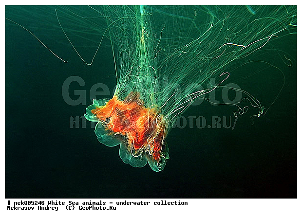 Cnidaria, Coelenterata, Cyanea arctica, Cyanea capillata, Cyaneidae, C���������, Linnaeus, Metazoa, �������, �����������, ����������� ������, �����������, �����������, �����������, ����� ����, ��������, ��������, ����������, ����������, ����������, ����������������, ����������������, ��������������, ��������� ���, ����������, ����������, �����������, ������, �����������, �������, ������, ������ ����, ��������, ����, ������, ������, ������, �����, ������, �������, ������, �������, ����� �������, ��������, ��������, ����� ����, ���������, ����, ����, ������, ������, ������� �����, �������, �������, ���������, ��������� ����, ���������, �����, ����������, ���������� ��� ����, ���, ���������, ��������� ����������, ���������, ���������, ���������, ��������� ����������, ���������, ��������� �����, ��� �����, ��������, ��������, ����������, ������, ��������, ��������, ��������, ������, �������� ����, ����������� ����, ����� ����, �����������, �����������, ����� ����, ��������, ��������, XYZ, Cyaneidae, ���������� ������, Cyanea capillata, Cyanea arctica, ��������, ��������, XYZ, Cyaneidae, ���������� ������, Cyanea capillata, Cyanea arctica