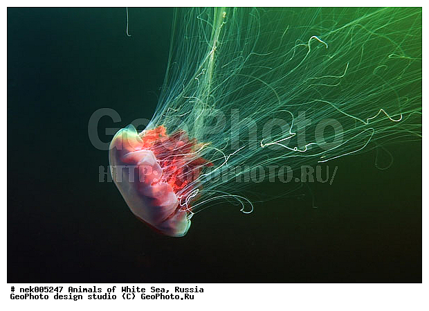Cnidaria, Coelenterata, Cyanea arctica, Cyanea capillata, Cyaneidae, C���������, Linnaeus, Metazoa, �������, �����������, ����������� ������, �����������, �����������, �����������, ����� ����, ��������, ��������, ����������, ����������, ����������, �������, ����������������, ����������������, ��������������, ��������� ���, �������� ����, ������, ����������, ����������, �����������, ������, �����������, �������, ������, ������ ����, ��������, ����, ������, ������, �����, ������, �������, ������, �������, ����� �������, ��������, ��������, ����� ����, ���������, ����, ����, ������, ������, ������� �����, �������, �������, ���������, ��������� ����, ���������, �����, ����������, ���������� ��� ����, ���, ���������, ��������� ����������, ���������, ���������, ���������, ��������� ����������, ���������, ��������� �����, ��� �����, ��������, ��������, ��������, ����������, ������, ��������, ��������, ��������, ������, �������� ����, ����������� ����, ����� ����, �����������, �����������, ����� ����, ��������, ��������, XYZ, Cyaneidae, ���������� ������, Cyanea capillata, Cyanea arctica, ��������, ��������, XYZ, Cyaneidae, ���������� ������, Cyanea capillata, Cyanea arctica