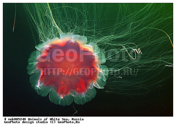 Cnidaria, Coelenterata, Cyanea arctica, Cyanea capillata, Cyaneidae, C���������, Linnaeus, Metazoa, �������, �����������, ����������� ������, �����������, �����������, �����������, ����� ����, ��������, ��������, ����������, ����������, ����������, �������, ����������������, ����������������, ��������������, ��������� ���, �������� ����, ������, ����������, ����������, �����������, ������, �����������, �������, ������, ������ ����, ��������, ����, ������, ������, �����, ������, �������, ������, �������, ����� �������, ��������, ��������, ����� ����, ���������, ����, ����, ������, ������, ������� �����, �������, �������, ���������, ��������� ����, ���������, �����, ����������, ���������� ��� ����, ���, ���������, ��������� ����������, ���������, ���������, ���������, ��������� ����������, ���������, ��������� �����, ��� �����, ��������, ��������, ��������, ����������, ������, ��������, ��������, ��������, ������, �������� ����, ����������� ����, ����� ����, �����������, �����������, ����� ����, ��������, ��������, XYZ, Cyaneidae, ���������� ������, Cyanea capillata, Cyanea arctica, ��������, ��������, XYZ, Cyaneidae, ���������� ������, Cyanea capillata, Cyanea arctica