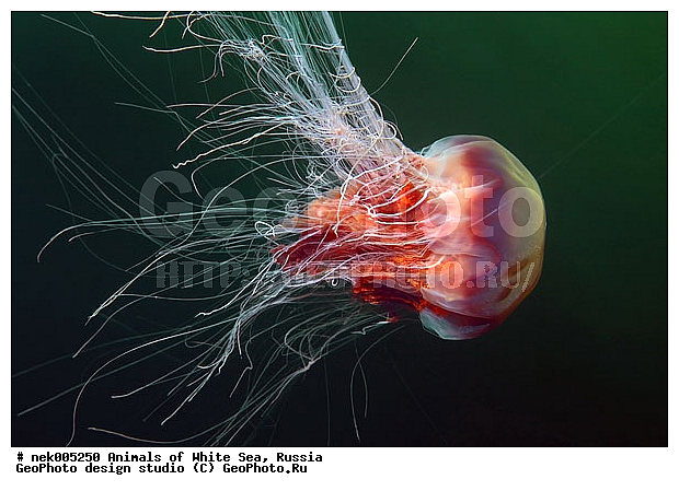 Cnidaria, Coelenterata, Cyanea arctica, Cyanea capillata, Cyaneidae, C���������, Linnaeus, Metazoa, �������, �����������, ����������� ������, �����������, �����������, �����������, ����� ����, ��������, ��������, ����������, ����������, ����������, �������, ����������������, ����������������, ��������������, ��������� ���, �������� ����, ������, ����������, ����������, �����������, ������, �����������, �������, ������, ������ ����, ��������, ����, ������, ������, �����, ������, �������, ������, �������, ����� �������, ��������, ��������, ����� ����, ���������, ����, ����, ������, ������, ������� �����, �������, �������, ���������, ��������� ����, ���������, �����, ����������, ���������� ��� ����, ���, ���������, ��������� ����������, ���������, ���������, ���������, ��������� ����������, ���������, ��������� �����, ��� �����, ��������, ��������, ��������, ����������, ������, ��������, ��������, ��������, ������, �������� ����, ����������� ����, ����� ����, �����������, �����������, ����� ����, ��������, ��������, XYZ, Cyaneidae, ���������� ������, Cyanea capillata, Cyanea arctica, ��������, ��������, XYZ, Cyaneidae, ���������� ������, Cyanea capillata, Cyanea arctica