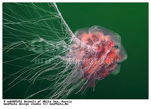 Cnidaria, Coelenterata, Cyanea arctica, Cyanea capillata, Cyaneidae, C���������, Linnaeus, Metazoa, �������, �����������, ����������� ������, �����������, �����������, �����������, ����� ����, ��������, ��������, ����������, ����������, ����������, �������, ����������������, ����������������, ��������������, ��������� ���, �������� ����, ������, ����������, ����������, �����������, ������, �����������, �������, ������, ������ ����, ��������, ����, ������, ������, �����, ������, �������, ������, �������, ����� �������, ��������, ��������, ����� ����, ���������, ����, ����, ������, ������, ������� �����, �������, �������, ���������, ��������� ����, ���������, �����, ����������, ���������� ��� ����, ���, ���������, ��������� ����������, ���������, ���������, ���������, ��������� ����������, ���������, ��������� �����, ��� �����, ��������, ��������, ��������, ����������, ������, ��������, ��������, ��������, ������, �������� ����, ����������� ����, ����� ����, �����������, �����������, ����� ����, ��������, ��������, XYZ, Cyaneidae, ���������� ������, Cyanea capillata, Cyanea arctica, ��������, ��������, XYZ, Cyaneidae, ���������� ������, Cyanea capillata, Cyanea arctica