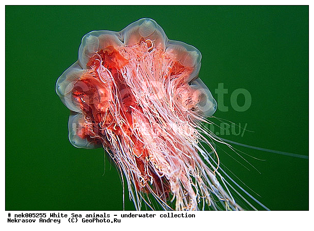 Cnidaria, Coelenterata, Cyanea arctica, Cyanea capillata, Cyaneidae, C���������, Linnaeus, Metazoa, �������, �����������, ����������� ������, �����������, �����������, �����������, ����� ����, ��������, ��������, ����������, ����������, ����������, ����������������, ����������������, ��������������, ��������� ���, ����������, ����������, �����������, ������, �����������, �������, ������, ������ ����, ��������, ����, ������, ������, �����, ������, �������, ������, �������, ����� �������, ��������, ��������, ����� ����, ���������, ����, ����, ������, ������, ������� �����, �������, �������, ���������, ��������� ����, ���������, �����, ����������, ���������� ��� ����, ���, ���������, ��������� ����������, ���������, ���������, ���������, ��������� ����������, ���������, ��������� �����, ��� �����, ��������, ��������, ��������, ����������, ������, ��������, ��������, ��������, ������, ��������, ��������, XYZ, Cyaneidae, ���������� ������, Cyanea capillata, Cyanea arctica, ��������, ��������, XYZ, Cyaneidae, ���������� ������, Cyanea capillata, Cyanea arctica