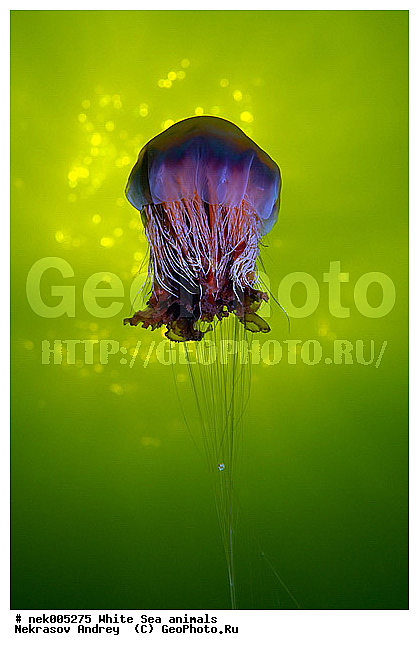 Cnidaria, Coelenterata, Cyanea arctica, Cyanea capillata, Cyaneidae, C���������, Linnaeus, Metazoa, �������, �����������, ����������� ������, �����������, �����������, �����������, ����� ����, ��������, ��������, ����������, ����������, ����������, �������, ����������������, ����������������, ��������������, ��������� ���, �������� ����, ������, ����������, ����������, �����������, ������, �����������, �������, ������, ������ ����, ��������, ����, ������, ������, ������, �����, ������, �������, ������, �������, ����� �������, ��������, ��������, ����� ����, ���������, ����, ����, ������, ������, ������� �����, �������, �������, ���������, ��������� ����, ���������, �����, ����������, ���������� ��� ����, ���, ���������, ��������� ����������, ���������, ���������, ���������, ��������� ����������, ���������, ��������� �����, ��� �����, ��������, ��������, ����������, ������, ��������, ��������, ��������, ������, �������� ����, ����������� ����, ����� ����, �����������, �����������, ����� ����, ��������, ��������, XYZ, Cyaneidae, ���������� ������, Cyanea capillata, Cyanea arctica, ��������, ��������, XYZ, Cyaneidae, ���������� ������, Cyanea capillata, Cyanea arctica