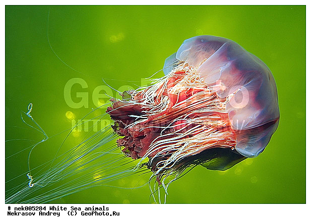 Cnidaria, Coelenterata, Cyanea arctica, Cyanea capillata, Cyaneidae, C���������, Linnaeus, Metazoa, �������, �����������, ����������� ������, �����������, �����������, �����������, ����� ����, ��������, ��������, ����������, ����������, ����������, �������, ����������������, ����������������, ��������������, ��������� ���, �������� ����, ������, ����������, ����������, �����������, ������, �����������, �������, ������, ������ ����, ��������, ����, ������, ������, �����, ������, �������, ������, �������, ����� �������, ��������, ��������, ����� ����, ���������, ����, ����, ������, ������, ������� �����, �������, �������, ���������, ��������� ����, ���������, �����, ����������, ���������� ��� ����, ���, ���������, ��������� ����������, ���������, ���������, ���������, ��������� ����������, ���������, ��������� �����, ��� �����, ��������, ��������, ��������, ����������, ������, ��������, ��������, ��������, ������, �������� ����, ����������� ����, ����� ����, �����������, �����������, ����� ����, ��������, ��������, XYZ, Cyaneidae, ���������� ������, Cyanea capillata, Cyanea arctica, ��������, ��������, XYZ, Cyaneidae, ���������� ������, Cyanea capillata, Cyanea arctica