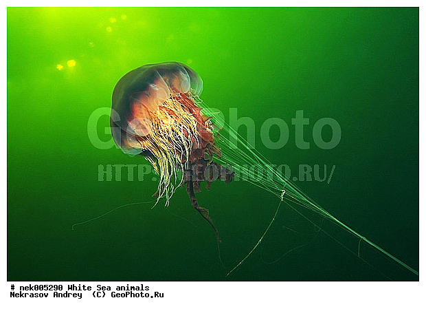 Cnidaria, Coelenterata, Cyanea arctica, Cyanea capillata, Cyaneidae, C���������, Linnaeus, Metazoa, �������, �����������, ����������� ������, �����������, �����������, �����������, ����� ����, ��������, ��������, ����������, ����������, ����������, �������, ����������������, ����������������, ��������������, ��������� ���, �������� ����, ������, ����������, ����������, �����������, ������, �����������, �������, ������, ������ ����, ��������, ����, ������, ������, ������, �����, ������, �������, ������, �������, ����� �������, ��������, ��������, ����� ����, ���������, ����, ����, ������, ������, ������� �����, �������, �������, ���������, ��������� ����, ���������, �����, ����������, ���������� ��� ����, ���, ���������, ��������� ����������, ���������, ���������, ���������, ��������� ����������, ���������, ��������� �����, ��� �����, ��������, ��������, ����������, ������, ��������, ��������, ��������, ������, �������� ����, ����������� ����, ����� ����, �����������, �����������, ����� ����, ��������, ��������, XYZ, Cyaneidae, ���������� ������, Cyanea capillata, Cyanea arctica, ��������, ��������, XYZ, Cyaneidae, ���������� ������, Cyanea capillata, Cyanea arctica