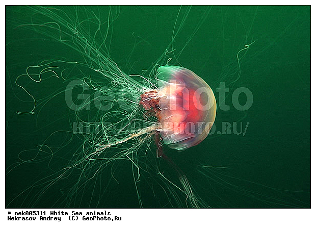 Cyanea arctica, Cyanea capillata, Cyaneidae, Linnaeus, �������, �����������, ����������� ������, �����������, �����������, �����������, ����� ����, ��������, ��������, ����������, ����������, ����������, �������, ����������������, ����������������, ��������� ���, �������� ����, ������, ����������, ����������, �����������, ������, �����������, �������, ������, ������ ����, ��������, ����, ������, ������, ������, �����, ������, �������, ������, �������, ����� �������, ��������, ��������, ����� ����, ���������, ����, ����, ������, ������, ������� �����, �������, �������, ���������, ��������� ����, ���������, �����, ����������, ���������� ��� ����, ���, ���������, ��������� ����������, ���������, ���������, ���������, ��������� ����������, ���������, ��������� �����, ��� �����, ��������, ��������, ����������, ������, ��������, ��������, ��������, ������, �������� ����, ����������� ����, ����� ����, �����������, �����������, ����� ����, ��������, ��������, XYZ, Cyaneidae, ���������� ������, Cyanea capillata, Cyanea arctica, ��������, ��������, XYZ, Cyaneidae, ���������� ������, Cyanea capillata, Cyanea arctica