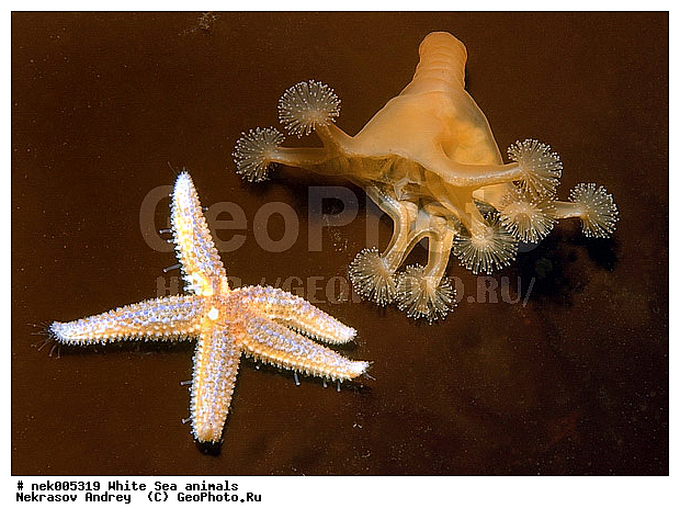 Asterias, Asterias rubens, Asteriidae, Cnidaria, Coelenterata, C���������, Eumetazoa, Forcipulatida, Metazoa, Scyphozoa, �������, �����������, �����������, �����������, �����������, ����� ����, ��������, ����������, ����������, ����������, ������, ���������, �������, ����������������, ������� ��������, ��������������, ������� ������, ������� �����, ��������� ���, �������� ����, ������, ����������, ���������, �����������, �������, ������, ������ ����, ��������, ����, ������, ������, ������, �����, ������, �������, ������, �������, ����� �������, ��������, ��������, ����� ����, ���������, ������, ����, ����, �����, �����������, ������, ������, �����, ��������, ������� �����, ������� ������, �������, �������, ���������, ��������� ����, ���������, �����, ����������, ���������� ��� ����, ���, ���������, ��������� �����������, ��������� ����������, ���������, ���������, ���������, ��������� ����������, ���������, ��������� �����, ��� �����, ��������, ��������, ����������, ������, ��������, ��������, ��������, ������, ������� ������, �������� ����, ����������� ����, ����� ����, �����������, �����������, ����� ����