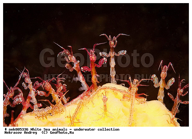 Amphipoda, Caprella, Caprella linearis, �������, �����������, �����������, �����������, �����������, ����� ����, ���������, ������ ����, ��������, ����������, ����������, ����������, ������� �������, ��������� ���, ������������, �������������, �����������, �������, �������, ������, ������ ����, ��������, ����, ������, ������, �����, ������, �������, ������, �������, ����� �������, ��������, ��������, ����� ����, ���������, ����, ����, �����, �����������, �����, ��������, ������� �����, �������, �������, ���������, ��������� ����, ���������, �����, ����������, ���������� ��� ����, ���, ���������, ��������� �����������, ��������� ����������, ���������, ���������, ���������, ��������� ����������, ���������, ��������� �����, ��� �����, ��������, ��������, ��������, ����������, ������, ��������, ��������, ��������, ������, Caprellidae, Aeginellidae, Phtisicidae, Phtisicoidea, Protellidae, Pariambidae, Caprella linearis , �������� ����, ����������� ����, ����� ����, �����������, �����������, ����� ����, �������� ����, ����������� ����, ����� ����, �����������, �����������, ����� ����