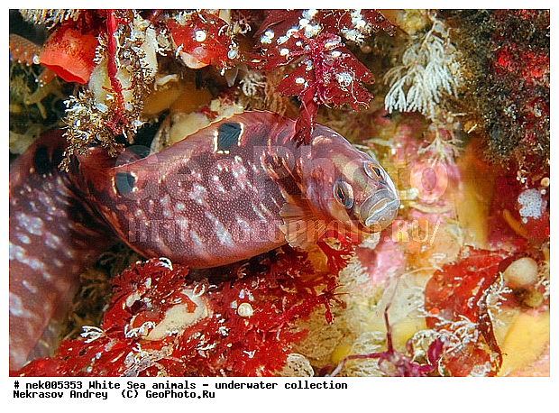 Butterfish, Pholis gunnellus, �������, �����������, �����������, �����������, �����������, ����� ����, ����������, ����������, ����������, ��������� ���, �����������, �������, ������, ������ ����, ��������, ����, ������, ������, ������, �����, ������, �������, ������, �������, ����� �������, ��������, ��������, ����� ����, ���������, ����, ����, ������, ������� �����, �������, �������, ���������, ��������� ����, ���������, �����, ����������, ���������� ��� ����, ���, ���������, ��������� ����������, ���������, ���������, ���������, ��������� ����������, ���������, ��������� �����, ��� �����, ��������, ��������, ����������, ����, ����, ������, ��������, ��������, ��������, ������, �������� ����, ����������� ����, ����� ����, �����������, �����������, ����� ����