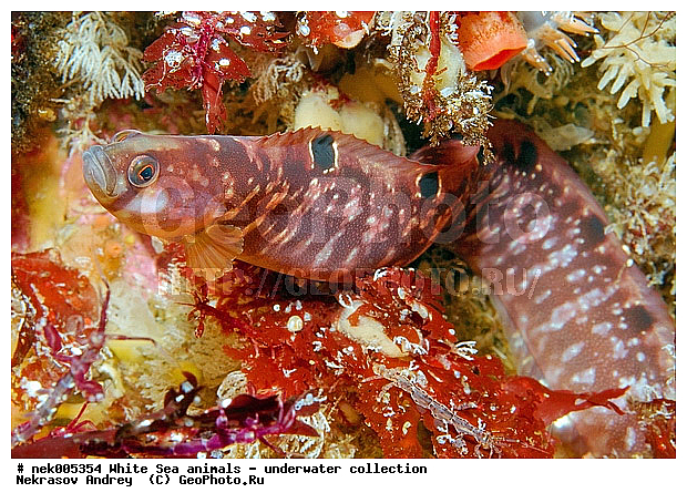 Butterfish, Pholis gunnellus, �������, �����������, �����������, �����������, �����������, ����� ����, ����������, ����������, ����������, ��������� ���, �����������, �������, ������, ������ ����, ��������, ����, ������, ������, �����, ������, �������, ������, �������, ����� �������, ��������, ��������, ����� ����, ���������, ����, ����, ������, ������� �����, �������, �������, ���������, ��������� ����, ���������, �����, ����������, ���������� ��� ����, ���, ���������, ��������� ����������, ���������, ���������, ���������, ��������� ����������, ���������, ��������� �����, ��� �����, ��������, ��������, ��������, ����������, ����, ����, ������, ��������, ��������, ��������, ������