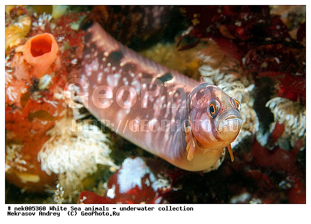 Butterfish, Pholis gunnellus, �������, �����������, �����������, �����������, �����������, ����� ����, ����������, ����������, ����������, ��������� ���, �����������, �������, ������, ������ ����, ��������, ����, ������, ������, ������, �����, ������, �������, ������, �������, ����� �������, ��������, ��������, ����� ����, ���������, ����, ����, ������, ������� �����, �������, �������, ���������, ��������� ����, ���������, �����, ����������, ���������� ��� ����, ���, ���������, ��������� ����������, ���������, ���������, ���������, ��������� ����������, ���������, ��������� �����, ��� �����, ��������, ��������, ����������, ����, ����, ������, ��������, ��������, ��������, ������, �������� ����, ����������� ����, ����� ����, �����������, �����������, ����� ����, �������� ����, ����������� ����, ����� ����, �����������, �����������, ����� ����