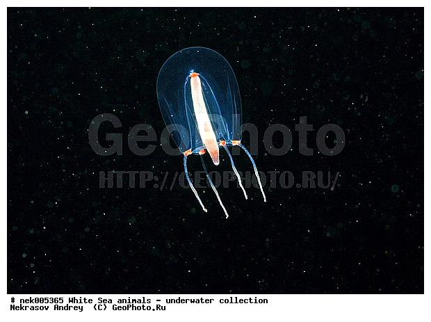 Cnidaria, Coelenterata, C���������, Metazoa, �������, �����������, �����������, �����������, �����������, ����� ����, ����������, ����������, ����������, ����������������, ��������������, ��������� ���, �����������, �������, ������, ������ ����, ��������, ����, ������, ������, ������, �����, ������, �������, ������, �������, ����� �������, ��������, ��������, ����� ����, ���������, ����, ����, �����, �����������, ������, ������, �����, ��������, ������� �����, �������, �������, ���������, ��������� ����, ���������, �����, ����������, ���������� ��� ����, ���, ���������, ��������� �����������, ��������� ����������, ���������, ���������, ���������, ��������� ����������, ���������, ��������� �����, ��� �����, ��������, ��������, ����������, ������, ��������, ��������, ��������, ������, �������� ����, ����������� ����, ����� ����, �����������, �����������, ����� ����