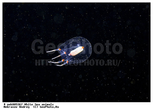 Cnidaria, Coelenterata, C���������, Metazoa, �������, �����������, �����������, �����������, �����������, ����� ����, ����������, ����������, ����������, �������, ����������������, ��������������, ��������� ���, �������� ����, �����������, �������, ������, ������ ����, ��������, ����, ������, ������, ������, �����, ������, �������, ������, �������, ����� �������, ��������, ��������, ����� ����, ���������, ����, ����, �����, �����������, ������, ������, �����, ��������, ������� �����, �������, �������, ���������, ��������� ����, ���������, �����, ����������, ���������� ��� ����, ���, ���������, ��������� �����������, ��������� ����������, ���������, ���������, ���������, ��������� ����������, ���������, ��������� �����, ��� �����, ��������, ��������, ����������, ������, ��������, ��������, ��������, ������, �������� ����, ����������� ����, ����� ����, �����������, �����������, ����� ����