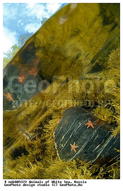 Asterias, Asterias rubens, Asteriidae, Forcipulatida, �������, �����������, �����������, �����������, �����������, ����� ����, ��������, ����������, ����������, ����������, ������, ���������, �������, ������� ��������, ������� ������, ������� �����, ��������� ���, �������� ����, ������, �����������, �������, ������, ������ ����, ��������, ����, ������, ������, ������, �����, ������, �������, ������, �������, ����� �������, ��������, ��������, ����� ����, ���������, ������, ����, ����, ������� �����, ������� ������, �������, �������, ���������, ��������� ����, ���������, �����, ����������, ���������� ��� ����, ���, ���������, ��������� ����������, ���������, ���������, ���������, ��������� ����������, ���������, ��������� �����, ��� �����, ��������, ��������, ����������, ������, ��������, ��������, ��������, ������, �����, �������� ����, ����������� ����, ����� ����, �����������, �����������, ����� ����