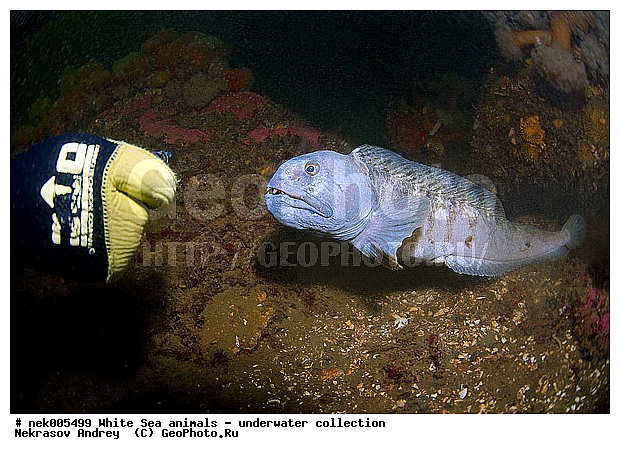 �������, �����������, �����������, �����������, �����������, ����� ����, ����������, ����������, ����������, ��������� ���, �����������, �������, ������, ������ ����, ��������, ����, ������, ������, �����, ������, �������, ������, �������, ����� �������, ��������, ��������, ����� ����, ���������, ����, ����, ������� �����, �������, �������, ���������, ��������� ����, ���������, �����, ����������, ���������� ��� ����, ���, ���������, ��������� ����������, ���������, ���������, ���������, ��������� ����������, ���������, ��������� �����, ��� �����, ��������, ��������, ��������, ����������, ����, ����, ������, ��������, ��������, ��������, ������, ������� � ��������� ���, ������� � �������, �������� ����, ����������� ����, ����� ����, �����������, �����������, ����� ����, �������� ����, ����������� ����, ����� ����, �����������, �����������, ����� ����