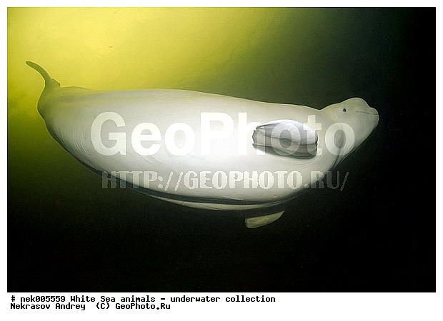 Cetacea, Delphinapterus, Delphinapterus leucas, Delphinidae, Monodontidae, Odontoceti, �������, �����������, �����������, �����������, �����������, ����� ����, ������, ������, ������������, ��������, ����������, ����������, ����������, ������������, �������������, ������� �������������, ��������� ���, �����������, ��������, �����������, �������, ������, ������ ����, ������, ��������, ����, ������, ������, �����, ������, �������, ������, �������, �������, ��������, ����� �������, ��������, ��������, ����� ����, ���������, ����, ���, ����, ����, ������� �����, �������, ������� �������������, �������, ���������, ��������� ����, ���������, �����, ����������, ���������� ��� ����, ���, ���������, ��������� ����������, ���������, ���������, ���������, ��������� ����������, ���������, ��������� �����, ��� �����, ��������, ��������, ��������, ����������, ������, ��������, ��������, ��������, ������, ������� �������������, ������� �������������, ������� �����, XYZ, ����������, Monodontidae, ������, Delphinapterus leucas, ������� �������������, ������� �������������, ������� �����, XYZ, ����������, Monodontidae, ������, Delphinapterus leucas, �������� ����, ����������� ����, ����� ����, �����������, �����������, ����� ����, �������� ����, ����������� ����, ����� ����, �����������, �����������, ����� ����