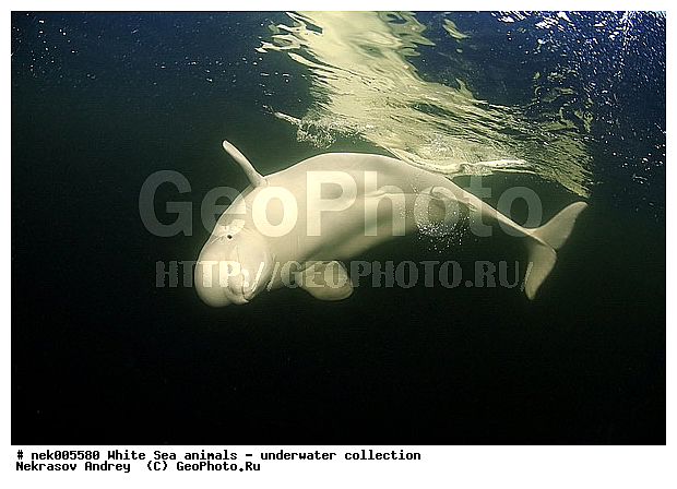 Cetacea, Delphinapterus, Delphinapterus leucas, Delphinidae, Monodontidae, Odontoceti, �������, �����������, �����������, �����������, �����������, ����� ����, ������, ������, ������������, ��������, ����������, ����������, ����������, ������������, �������������, ������� �������������, ��������� ���, �����������, ��������, �����������, �������, ������, ������ ����, ������, ��������, ����, ������, ������, �����, ������, �������, ������, �������, �������, ��������, ����� �������, ��������, ��������, ����� ����, ���������, ����, ���, ����, ����, ������� �����, �������, ������� �������������, �������, ���������, ��������� ����, ���������, �����, ����������, ���������� ��� ����, ���, ���������, ��������� ����������, ���������, ���������, ���������, ��������� ����������, ���������, ��������� �����, ��� �����, ��������, ��������, ��������, ����������, ������, ��������, ��������, ��������, ������, ������� �������������, ������� �������������, ������� �����, XYZ, ����������, Monodontidae, ������, Delphinapterus leucas, ������� �������������, ������� �������������, ������� �����, XYZ, ����������, Monodontidae, ������, Delphinapterus leucas, �������� ����, ����������� ����, ����� ����, �����������, �����������, ����� ����