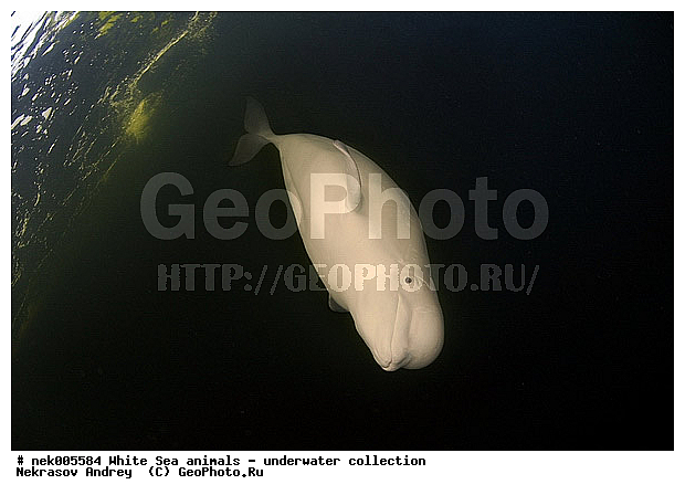 Cetacea, Delphinapterus, Delphinapterus leucas, Delphinidae, Monodontidae, Odontoceti, �������, �����������, �����������, �����������, �����������, ����� ����, ������, ������, ������������, ��������, ����������, ����������, ����������, ������������, �������������, ������� �������������, ��������� ���, �����������, ��������, �����������, �������, ������, ������ ����, ������, ��������, ����, ������, ������, ������, �����, ������, �������, ������, �������, �������, ��������, ����� �������, ��������, ��������, ����� ����, ���������, ����, ���, ����, ����, ������� �����, �������, ������� �������������, �������, ���������, ��������� ����, ���������, �����, ����������, ���������� ��� ����, ���, ���������, ��������� ����������, ���������, ���������, ���������, ��������� ����������, ���������, ��������� �����, ��� �����, ��������, ��������, ����������, ������, ��������, ��������, ��������, ������, ������� �������������, ������� �������������, ������� �����, XYZ, ����������, Monodontidae, ������, Delphinapterus leucas, ������� �������������, ������� �������������, ������� �����, XYZ, ����������, Monodontidae, ������, Delphinapterus leucas