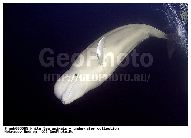 Cetacea, Delphinapterus, Delphinapterus leucas, Delphinidae, Monodontidae, Odontoceti, ����� ����, ������, ������, ������������, ��������, ������������, �������������, ������� �������������, ��������� ���, �����������, ��������, �����������, �������, ������, ������ ����, ������, ��������, ����, ������, ������, ������, �����, ������, �������, ������, �������, �������, ��������, ����� �������, ��������, ��������, ����� ����, ���������, ����, ���, ����, ����, ������� �����, �������, ������� �������������, �������, ���������, ��������� ����, ���������, �����, ����������, ���������� ��� ����, ���, ���������, ��������� ����������, ���������, ���������, ���������, ��������� ����������, ���������, ��������� �����, ��� �����, ����������, ������� �������������, ������� �������������, ������� �����, XYZ, ����������, Monodontidae, ������, Delphinapterus leucas, ������� �������������, ������� �������������, ������� �����, XYZ, ����������, Monodontidae, ������, Delphinapterus leucas