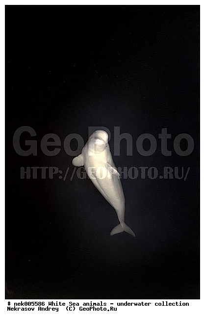 Cetacea, Delphinapterus, Delphinapterus leucas, Delphinidae, Monodontidae, Odontoceti, �������, �����������, �����������, �����������, �����������, ����� ����, ������, ������, ������������, ��������, ����������, ����������, ����������, ������������, �������������, ������� �������������, ��������� ���, �����������, ��������, �����������, �������, ������, ������ ����, ������, ��������, ����, ������, ������, �����, ������, �������, ������, �������, �������, ��������, ����� �������, ��������, ��������, ����� ����, ���������, ����, ���, ����, ����, ������� �����, �������, ������� �������������, �������, ���������, ��������� ����, ���������, �����, ����������, ���������� ��� ����, ���, ���������, ��������� ����������, ���������, ���������, ���������, ��������� ����������, ���������, ��������� �����, ��� �����, ��������, ��������, ��������, ����������, ������, ��������, ��������, ��������, ������, ������� �������������, ������� �������������, ������� �����, XYZ, ����������, Monodontidae, ������, Delphinapterus leucas, ������� �������������, ������� �������������, ������� �����, XYZ, ����������, Monodontidae, ������, Delphinapterus leucas, �������� ����, ����������� ����, ����� ����, �����������, �����������, ����� ����