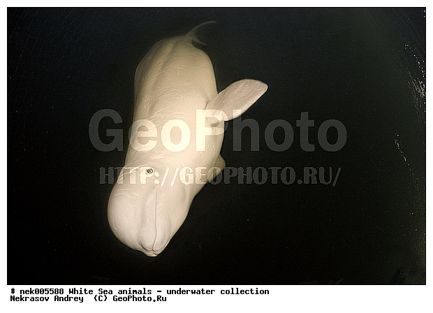 Cetacea, Delphinapterus, Delphinapterus leucas, Delphinidae, Monodontidae, Odontoceti, �������, �����������, �����������, �����������, �����������, ����� ����, ������, ������, ������������, ��������, ����������, ����������, ����������, ������������, �������������, ������� �������������, ��������� ���, �����������, ��������, �����������, �������, ������, ������ ����, ������, ��������, ����, ������, ������, ������, �����, ������, �������, ������, �������, �������, ��������, ����� �������, ��������, ��������, ����� ����, ���������, ����, ���, ����, ����, ������� �����, �������, ������� �������������, �������, ���������, ��������� ����, ���������, �����, ����������, ���������� ��� ����, ���, ���������, ��������� ����������, ���������, ���������, ���������, ��������� ����������, ���������, ��������� �����, ��� �����, ��������, ��������, ����������, ������, ��������, ��������, ��������, ������, ������� �������������, ������� �������������, ������� �����, XYZ, ����������, Monodontidae, ������, Delphinapterus leucas, ������� �������������, ������� �������������, ������� �����, XYZ, ����������, Monodontidae, ������, Delphinapterus leucas