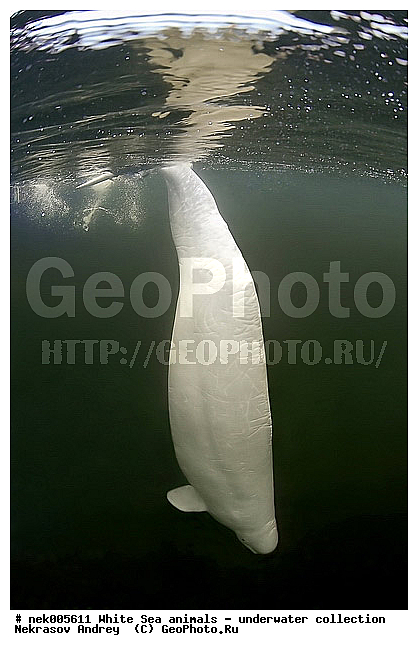 Cetacea, Delphinapterus, Delphinapterus leucas, Delphinidae, Monodontidae, Odontoceti, �������, �����������, �����������, �����������, �����������, ����� ����, ������, ������, ������������, ��������, ����������, ����������, ����������, ������������, �������������, ������� �������������, ��������� ���, �����������, ��������, �����������, �������, ������, ������ ����, ������, ��������, ����, ������, ������, ������, �����, ������, �������, ������, �������, �������, ��������, ����� �������, ��������, ��������, ����� ����, ���������, ����, ���, ����, ����, ������� �����, �������, ������� �������������, �������, ���������, ��������� ����, ���������, �����, ����������, ���������� ��� ����, ���, ���������, ��������� ����������, ���������, ���������, ���������, ��������� ����������, ���������, ��������� �����, ��� �����, ��������, ��������, ����������, ������, ��������, ��������, ��������, ������, ������� �������������, ������� �������������, ������� �����, XYZ, ����������, Monodontidae, ������, Delphinapterus leucas, ������� �������������, ������� �������������, ������� �����, XYZ, ����������, Monodontidae, ������, Delphinapterus leucas