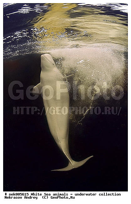 Cetacea, Delphinapterus, Delphinapterus leucas, Delphinidae, Monodontidae, Odontoceti, �������, �����������, �����������, �����������, �����������, ����� ����, ������, ������, ������������, ��������, ����������, ����������, ����������, ������������, �������������, ������� �������������, ��������� ���, �����������, ��������, �����������, �������, ������, ������ ����, ������, ��������, ����, ������, ������, ������, �����, ������, �������, ������, �������, �������, ��������, ����� �������, ��������, ��������, ����� ����, ���������, ����, ���, ����, ����, ������� �����, �������, ������� �������������, �������, ���������, ��������� ����, ���������, �����, ����������, ���������� ��� ����, ���, ���������, ��������� ����������, ���������, ���������, ���������, ��������� ����������, ���������, ��������� �����, ��� �����, ��������, ��������, ����������, ������, ��������, ��������, ��������, ������, ������� �������������, ������� �������������, ������� �����, XYZ, ����������, Monodontidae, ������, Delphinapterus leucas, ������� �������������, ������� �������������, ������� �����, XYZ, ����������, Monodontidae, ������, Delphinapterus leucas, �������� ����, ����������� ����, ����� ����, �����������, �����������, ����� ����, �������� ����, ����������� ����, ����� ����, �����������, �����������, ����� ����