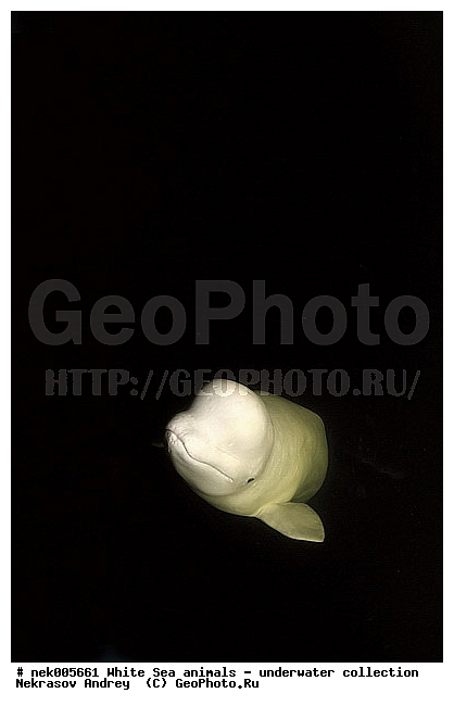 Cetacea, Delphinapterus, Delphinapterus leucas, Delphinidae, Monodontidae, Odontoceti, �������, �����������, �����������, �����������, �����������, ����� ����, ������, ������, ������������, ��������, ����������, ����������, ����������, ������������, �������������, ������� �������������, ��������� ���, �����������, ��������, �����������, �������, ������, ������ ����, ������, ��������, ����, ������, ������, ������, �����, ������, �������, ������, �������, �������, ��������, ����� �������, ��������, ��������, ����� ����, ���������, ����, ���, ����, ����, ������� �����, �������, ������� �������������, �������, ���������, ��������� ����, ���������, �����, ����������, ���������� ��� ����, ���, ���������, ��������� ����������, ���������, ���������, ���������, ��������� ����������, ���������, ��������� �����, ��� �����, ��������, ��������, ����������, ������, ��������, ��������, ��������, ������, ������� �������������, ������� �������������, ������� �����, XYZ, ����������, Monodontidae, ������, Delphinapterus leucas, ������� �������������, ������� �������������, ������� �����, XYZ, ����������, Monodontidae, ������, Delphinapterus leucas