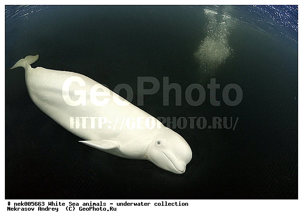 Cetacea, Delphinapterus, Delphinapterus leucas, Delphinidae, Monodontidae, Odontoceti, �������, �����������, �����������, �����������, �����������, ����� ����, ������, ������, ������������, ��������, ����������, ����������, ����������, ������������, �������������, ������� �������������, ��������� ���, �����������, ��������, �����������, �������, ������, ������ ����, ������, ��������, ����, ������, ������, ������, �����, ������, �������, ������, �������, �������, ��������, ����� �������, ��������, ��������, ����� ����, ���������, ����, ���, ����, ����, ������� �����, �������, ������� �������������, �������, ���������, ��������� ����, ���������, �����, ����������, ���������� ��� ����, ���, ���������, ��������� ����������, ���������, ���������, ���������, ��������� ����������, ���������, ��������� �����, ��� �����, ��������, ��������, ����������, ������, ��������, ��������, ��������, ������, ������� �������������, ������� �������������, ������� �����, XYZ, ����������, Monodontidae, ������, Delphinapterus leucas, ������� �������������, ������� �������������, ������� �����, XYZ, ����������, Monodontidae, ������, Delphinapterus leucas, �������� ����, ����������� ����, ����� ����, �����������, �����������, ����� ����