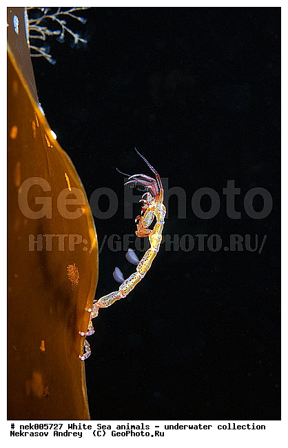 Amphipoda, Caprella, Caprella linearis, �������, �����������, �����������, �����������, �����������, ����� ����, ���������, ������ ����, ��������, ����������, ����������, ����������, ������� �������, ��������� ���, ������������, �������������, �����������, �������, �������, ������, ������ ����, ��������, ����, ������, ������, ������, �����, ������, �������, ������, �������, ����� �������, ��������, ��������, ����� ����, ���������, ����, ����, �����, �����������, �����, ��������, ������� �����, �������, �������, ���������, ��������� ����, ���������, �����, ����������, ���������� ��� ����, ���, ���������, ��������� �����������, ��������� ����������, ���������, ���������, ���������, ��������� ����������, ���������, ��������� �����, ��� �����, ��������, ��������, ����������, ������, ��������, ��������, ��������, ������, �������� ����, ����������� ����, ����� ����, �����������, �����������, ����� ����