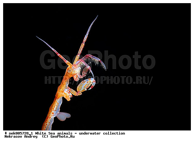 Amphipoda, Caprella, Caprella linearis, �������, �����������, �����������, �����������, �����������, ����� ����, ���������, ������ ����, ��������, ����������, ����������, ����������, ������� �������, ��������� ���, ������������, �������������, �����������, �������, �������, ������, ������ ����, ��������, ����, ������, ������, �����, ������, �������, ������, �������, ����� �������, ��������, ��������, ����� ����, ���������, ����, ����, �����, �����������, �����, ��������, ������� �����, �������, �������, ���������, ��������� ����, ���������, �����, ����������, ���������� ��� ����, ���, ���������, ��������� �����������, ��������� ����������, ���������, ���������, ���������, ��������� ����������, ���������, ��������� �����, ��� �����, ��������, ��������, ��������, ����������, ������, ��������, ��������, ��������, ������, �������� ����, ����������� ����, ����� ����, �����������, �����������, ����� ����