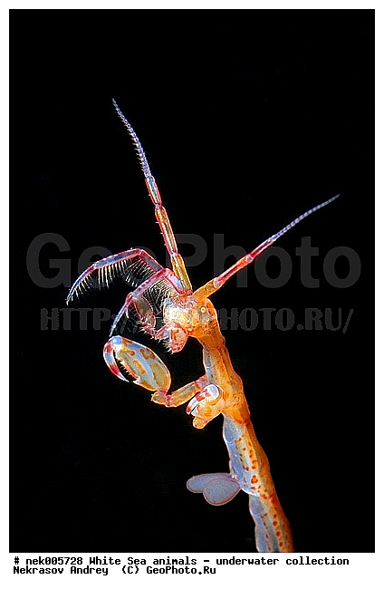 Amphipoda, Caprella, Caprella linearis, �������, �����������, �����������, �����������, �����������, ����� ����, ���������, ������ ����, ��������, ����������, ����������, ����������, ������� �������, ��������� ���, ������������, �������������, �����������, �������, �������, ������, ������ ����, ��������, ����, ������, ������, �����, ������, �������, ������, �������, ����� �������, ��������, ��������, ����� ����, ���������, ����, ����, �����, �����������, �����, ��������, ������� �����, �������, �������, ���������, ��������� ����, ���������, �����, ����������, ���������� ��� ����, ���, ���������, ��������� �����������, ��������� ����������, ���������, ���������, ���������, ��������� ����������, ���������, ��������� �����, ��� �����, ��������, ��������, ��������, ����������, ������, ��������, ��������, ��������, ������