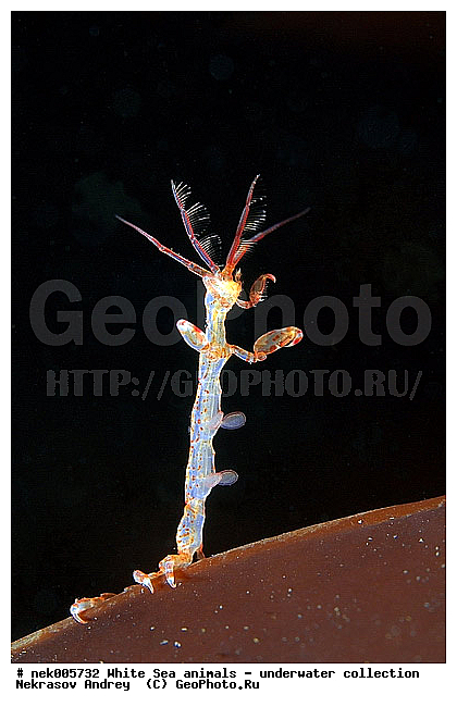 Amphipoda, Caprella, Caprella linearis, �������, �����������, �����������, �����������, �����������, ����� ����, ���������, ������ ����, ��������, ����������, ����������, ����������, ������� �������, ��������� ���, ������������, �������������, �����������, �������, �������, ������, ������ ����, ��������, ����, ������, ������, ������, �����, ������, �������, ������, �������, ����� �������, ��������, ��������, ����� ����, ���������, ����, ����, �����, �����������, �����, ��������, ������� �����, �������, �������, ���������, ��������� ����, ���������, �����, ����������, ���������� ��� ����, ���, ���������, ��������� �����������, ��������� ����������, ���������, ���������, ���������, ��������� ����������, ���������, ��������� �����, ��� �����, ��������, ��������, ����������, ������, ��������, ��������, ��������, ������, �������� ����, ����������� ����, ����� ����, �����������, �����������, ����� ����, �������� ����, ����������� ����, ����� ����, �����������, �����������, ����� ����