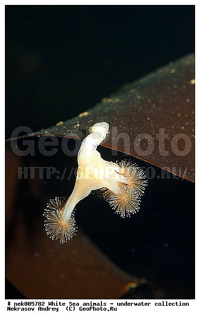 Cnidaria, Coelenterata, C���������, Eumetazoa, Metazoa, Scyphozoa, �������, �����������, �����������, �����������, �����������, ����� ����, ��������, ����������, ����������, ����������, ����������������, ��������������, ��������� ���, ����������, ���������, �����������, �������, ������, ������ ����, ��������, ����, ������, ������, ������, �����, ������, �������, ������, �������, ����� �������, ��������, ��������, ����� ����, ���������, ����, ����, �����, �����������, ������, ������, �����, ��������, ������� �����, �������, �������, ���������, ��������� ����, ���������, �����, ����������, ���������� ��� ����, ���, ���������, ��������� �����������, ��������� ����������, ���������, ���������, ���������, ��������� ����������, ���������, ��������� �����, ��� �����, ��������, ��������, ����������, ������, ��������, ��������, ��������, ������, ������� ������, �������� ����, ����������� ����, ����� ����, �����������, �����������, ����� ����, �������� ����, ����������� ����, ����� ����, �����������, �����������, ����� ����