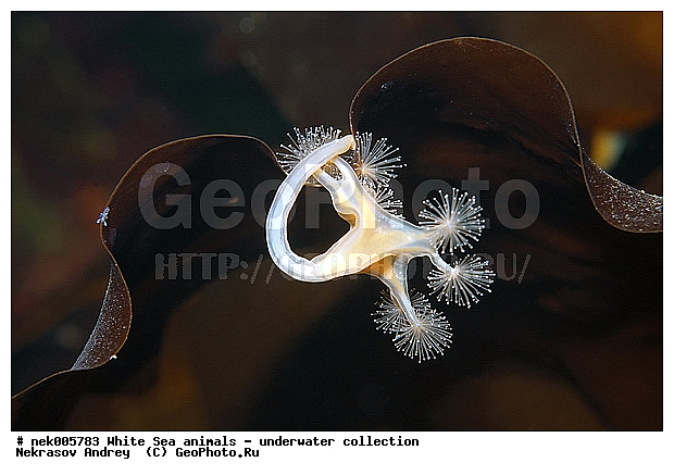 Cnidaria, Coelenterata, C���������, Eumetazoa, Metazoa, Scyphozoa, �������, �����������, �����������, �����������, �����������, ����� ����, ��������, ����������, ����������, ����������, ����������������, ��������������, ��������� ���, ����������, ���������, �����������, �������, ������, ������ ����, ��������, ����, ������, ������, ������, �����, ������, �������, ������, �������, ����� �������, ��������, ��������, ����� ����, ���������, ����, ����, �����, �����������, ������, ������, �����, ��������, ������� �����, �������, �������, ���������, ��������� ����, ���������, �����, ����������, ���������� ��� ����, ���, ���������, ��������� �����������, ��������� ����������, ���������, ���������, ���������, ��������� ����������, ���������, ��������� �����, ��� �����, ��������, ��������, ����������, ������, ��������, ��������, ��������, ������, ������� ������
