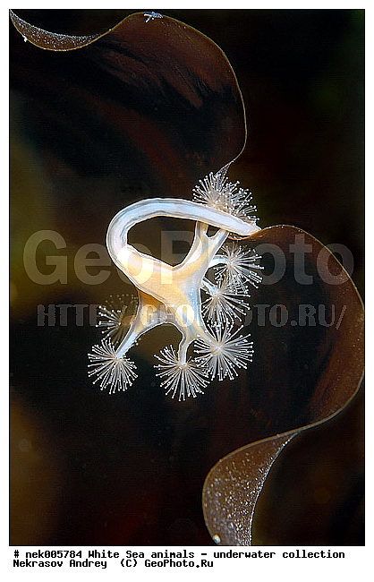 Cnidaria, Coelenterata, C���������, Eumetazoa, Metazoa, Scyphozoa, �������, �����������, �����������, �����������, �����������, ����� ����, ��������, ����������, ����������, ����������, ����������������, ��������������, ��������� ���, ����������, ���������, �����������, �������, ������, ������ ����, ��������, ����, ������, ������, ������, �����, ������, �������, ������, �������, ����� �������, ��������, ��������, ����� ����, ���������, ����, ����, �����, �����������, ������, ������, �����, ��������, ������� �����, �������, �������, ���������, ��������� ����, ���������, �����, ����������, ���������� ��� ����, ���, ���������, ��������� �����������, ��������� ����������, ���������, ���������, ���������, ��������� ����������, ���������, ��������� �����, ��� �����, ��������, ��������, ����������, ������, ��������, ��������, ��������, ������, ������� ������, �������� ����, ����������� ����, ����� ����, �����������, �����������, ����� ����, �������� ����, ����������� ����, ����� ����, �����������, �����������, ����� ����