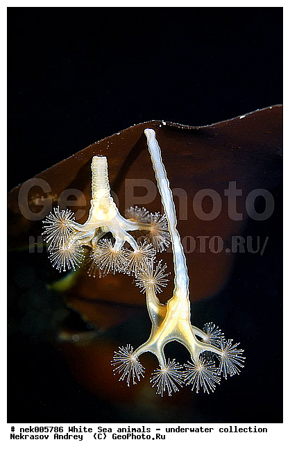 Cnidaria, Coelenterata, C���������, Eumetazoa, Metazoa, Scyphozoa, �������, �����������, �����������, �����������, �����������, ����� ����, ��������, ����������, ����������, ����������, ����������������, ��������������, ��������� ���, ����������, ���������, �����������, �������, ������, ������ ����, ��������, ������, ������, ����, ������, ������, �����, ������, �������, ������, �������, ���, ����, ����� �������, ��������, ��������, ����� ����, ���������, ����, ����, �����, �����������, ������, ������, �����, ��������, ������� �����, �������, �������, ���������, ��������� ����, ���������, �����, ����, ����������, ���������� ��� ����, ���, ���������, ��������� �����������, ��������� ����������, ���������, ���������, ���������, ��������� ����������, ���������, ��������� �����, ��� �����, ��������, ��������, ��������, ����������, ������, ��������, ��������, ��������, ������, ������� ������, ���, ����, ����