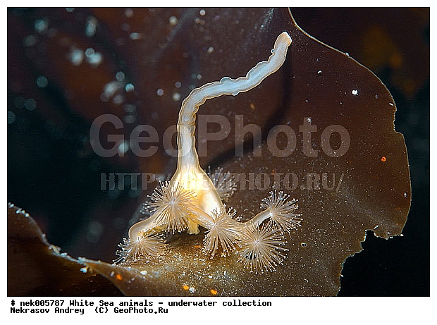 Cnidaria, Coelenterata, C���������, Eumetazoa, Metazoa, Scyphozoa, �������, �����������, �����������, �����������, �����������, ����� ����, ��������, ����������, ����������, ����������, ����������������, ��������������, ��������� ���, ����������, ���������, �����������, �������, ������, ������ ����, ��������, ����, ������, ������, ������, �����, ������, �������, ������, �������, ����� �������, ��������, ��������, ����� ����, ���������, ����, ����, �����, �����������, ������, ������, �����, ��������, ������� �����, �������, �������, ���������, ��������� ����, ���������, �����, ����������, ���������� ��� ����, ���, ���������, ��������� �����������, ��������� ����������, ���������, ���������, ���������, ��������� ����������, ���������, ��������� �����, ��� �����, ��������, ��������, ����������, ������, ��������, ��������, ��������, ������, ������� ������, �������� ����, ����������� ����, ����� ����, �����������, �����������, ����� ����, �������� ����, ����������� ����, ����� ����, �����������, �����������, ����� ����