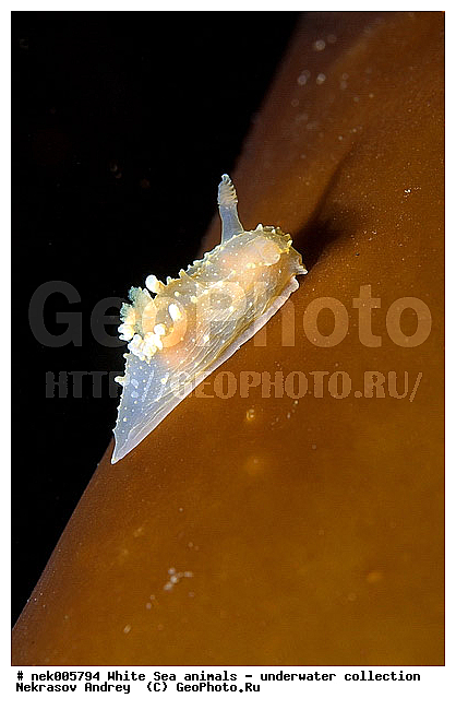 �������, �����������, �����������, �����������, �����������, ����� ����, ������������, ������������ �������, ����������, ����������, ����������, ��������� ���, ���������, �����������, �������, ������, ������ ����, ��������, ����, ������, ������, ������, �����, ������, �������, ������������, ������������, ������, �������, ����� �������, ��������, ��������, ��������, ����� ����, ���������, ����, ����, �����, �����������, �����������, �����, ��������, �������, �������. ��������, ��������, ������� �����, �������, �������, ������� �������, ��������, ����������, ���������, ��������� ����, ���������, �����, ����������, ���������� ��� ����, ���, ���������, ��������� �����������, ��������� ����������, ���������, ���������, ���������, ��������� ����������, ���������, ��������� �����, ��� �����, ��������, ��������, ����������, ������, ��������, ��������, ��������, ������, �������, ������, �������, ������������, ������������, �������� ����, ����������� ����, ����� ����, �����������, �����������, ����� ����, �������� ����, ����������� ����, ����� ����, �����������, �����������, ����� ����