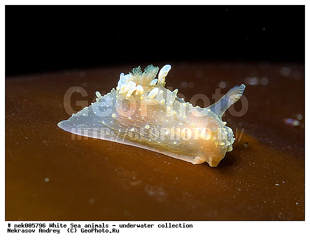 �������, �����������, �����������, �����������, �����������, ����� ����, ������������, ������������ �������, ����������, ����������, ����������, ��������� ���, ���������, �����������, �������, ������, ������ ����, ��������, ����, ������, ������, ������, �����, ������, �������, ������������, ������������, ������, �������, ����� �������, ��������, ��������, ��������, ����� ����, ���������, ����, ����, �����, �����������, �����������, �����, ��������, �������, ��������, ������� �����, �������, �������, ������� �������, ��������, ����������, ���������, ��������� ����, ���������, �����, ����������, ���������� ��� ����, ���, ���������, ��������� �����������, ��������� ����������, ���������, ���������, ���������, ��������� ����������, ���������, ��������� �����, ��� �����, ��������, ��������, ����������, ������, ��������, ��������, ��������, ������, �������, ������, �������, ������������, ������������, �������� ����, ����������� ����, ����� ����, �����������, �����������, ����� ����