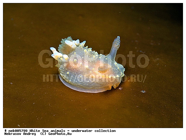 �������, �����������, �����������, �����������, �����������, ����� ����, ������������, ������������ �������, ����������, ����������, ����������, ��������� ���, ���������, �����������, �������, ������, ������ ����, ��������, ����, ������, ������, ������, �����, ������, �������, ������������, ������������, ������, �������, ����� �������, ��������, ��������, ��������, ����� ����, ���������, ����, ����, �����, �����������, �����������, �����, ��������, �������, �������. ��������, ��������, ������� �����, �������, �������, ������� �������, ��������, ����������, ���������, ��������� ����, ���������, �����, ����������, ���������� ��� ����, ���, ���������, ��������� �����������, ��������� ����������, ���������, ���������, ���������, ��������� ����������, ���������, ��������� �����, ��� �����, ��������, ��������, ����������, ������, ��������, ��������, ��������, ������, �������, ������, �������, ������������, ������������