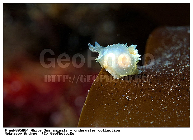 �������, �����������, �����������, �����������, �����������, ����� ����, ������������, ������������ �������, ����������, ����������, ����������, ��������� ���, ���������, �����������, �������, ������, ������ ����, ��������, ����, ������, ������, ������, �����, ������, �������, ������������, ������������, ������, �������, ����� �������, ��������, ��������, ��������, ����� ����, ���������, ����, ����, �����, �����������, �����������, �����, ��������, �������, �������. ��������, ��������, ������� �����, �������, �������, ������� �������, ��������, ����������, ���������, ��������� ����, ���������, �����, ����������, ���������� ��� ����, ���, ���������, ��������� �����������, ��������� ����������, ���������, ���������, ���������, ��������� ����������, ���������, ��������� �����, ��� �����, ��������, ��������, ����������, ������, ��������, ��������, ��������, ������, �������, ������, �������, ������������, ������������, �������� ����, ����������� ����, ����� ����, �����������, �����������, ����� ����, �������� ����, ����������� ����, ����� ����, �����������, �����������, ����� ����