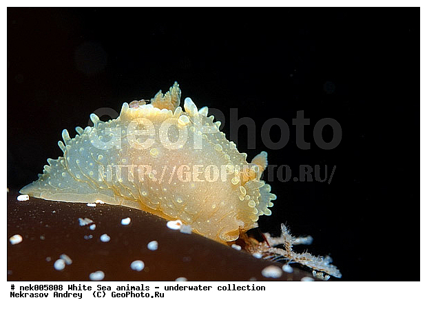 �������, �����������, �����������, �����������, �����������, ����� ����, ������������, ������������ �������, ����������, ����������, ����������, ��������� ���, ���������, �����������, �������, ������, ������ ����, ��������, ����, ������, ������, ������, �����, ������, �������, ������������, ������������, ������, �������, ����� �������, ��������, ��������, ��������, ����� ����, ���������, ����, ����, �����, �����������, �����������, �����, ��������, �������, ��������, ������� �����, �������, �������, ������� �������, ��������, ����������, ���������, ��������� ����, ���������, �����, ����������, ���������� ��� ����, ���, ���������, ��������� �����������, ��������� ����������, ���������, ���������, ���������, ��������� ����������, ���������, ��������� �����, ��� �����, ��������, ��������, ����������, ������, ��������, ��������, ��������, ������, �������, ������, �������, ������������, ������������, �������� ����, ����������� ����, ����� ����, �����������, �����������, ����� ����