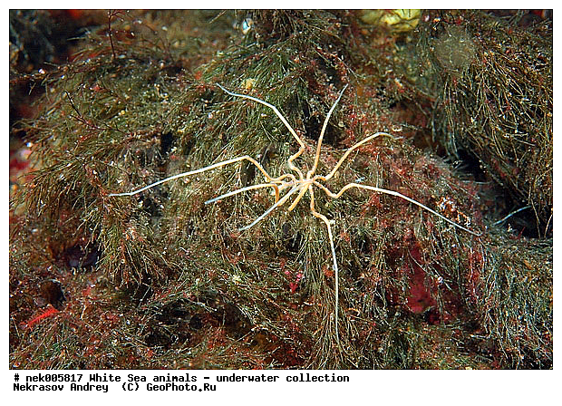 Brachyura, Brachyura Linnaeus, Pleocyemata, �������, �����������, �����������, �����������, �����������, ����� ����, ������ ����, ����������� ������������, ��������, ����������, ����������, ����������, ��������� ���, ������������, �������������, �����������, �������, ������, ������ ����, ��������, ����, ������, ������, ������, �����, ������, �������, ������, �������, ����� �������, ��������, ��������, ����� ����, ���������, ����, ����, ����, �����, �����������, �����, ��������, ������� �����, �������, �������, ������� ����, ���������, ��������� ����, ���������, �����, ����������, ���������� ��� ����, ���, ���������, ��������� �����������, ��������� ����������, ���������, ���������, ���������, ��������� ����������, ���������, ��������� �����, ��� �����, ��������, ��������, ����������, ������, ��������, ��������, ��������, ������, �������� ����, ����������� ����, ����� ����, �����������, �����������, ����� ����, �������� ����, ����������� ����, ����� ����, �����������, �����������, ����� ����